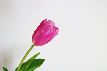 花　チューリップ　ピンク　屋内