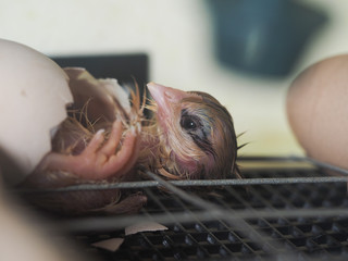 The birth of a chicken from an egg in an incubator. Macro