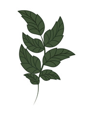 branch with leaves isolated icon