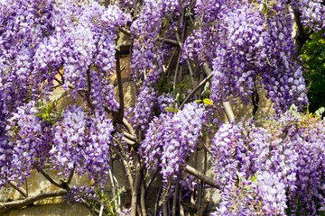 Fototapeta premium Profuse Wisteria flowers on a stone house wall full frame close up