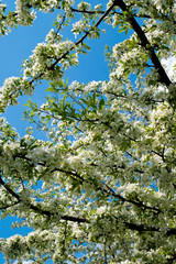 Profuse white spring blossom on a Cut-leaf Crabapple tree
