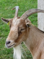 Chèvre