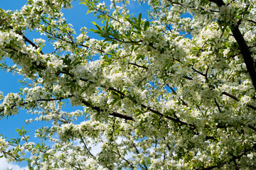 Profuse white spring blossom on a Cut-leaf Crabapple tree
