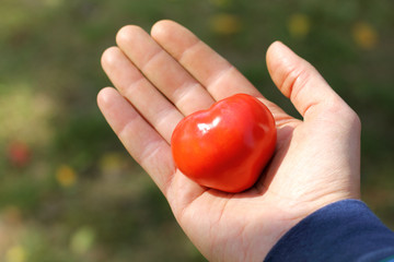 red tomato in the shape of a heart lies in the hand against the background of the garden in the afternoon. favorite healthy food