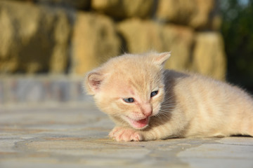 Two cute kittens playing outside. Adorable little yellow kitten learn to walk and play