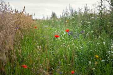 red poppy in the field
