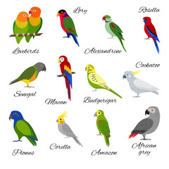 Colorful set of parrot icons © ekazansk
