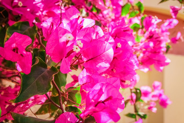 Beautiful trees bushes floral background on nature in the par