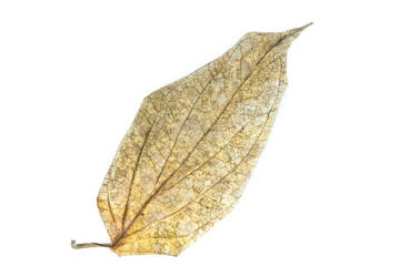 Wildbetal leaf bush  Close up