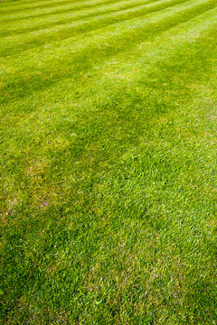 Mower stripes in a grass lawn. Full frame background texture.