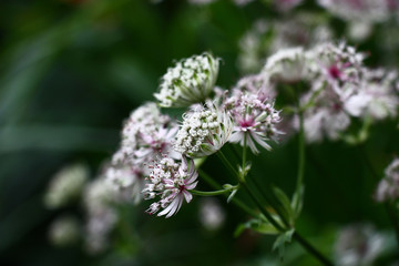 Unusual flowers astrantia with narrow petals of white color on a green background.
