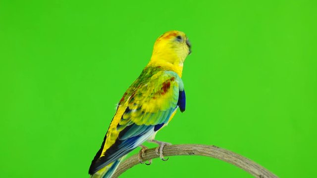 male parrot (haematonotus psephotus) sing isolated on green screen
