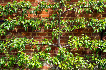 Espalier trained pear tree with young fruit on a brick wall in summer sunshine
