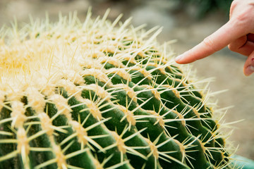 Cactus Family, close-up barrel cactus. thorn cactus texture background, close up