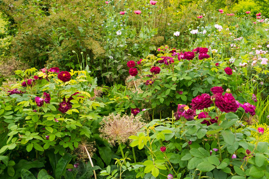 Colouful English summer garden flower border