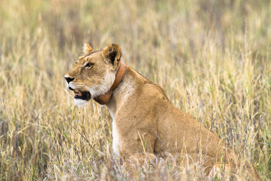 Lion wearing a radio collar