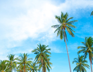 Palms with coconuts on the blue sky