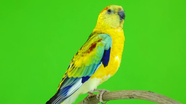 male parrot (haematonotus psephotus) sing isolated on green screen