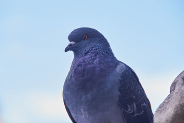 proud pigeon