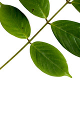  Leaf Tuba Root Thai Close up