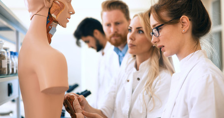 Students of medicine examining anatomical model in classroom