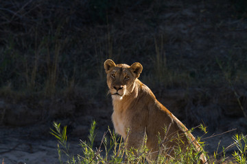 Solitary lioness portrait against a dark background