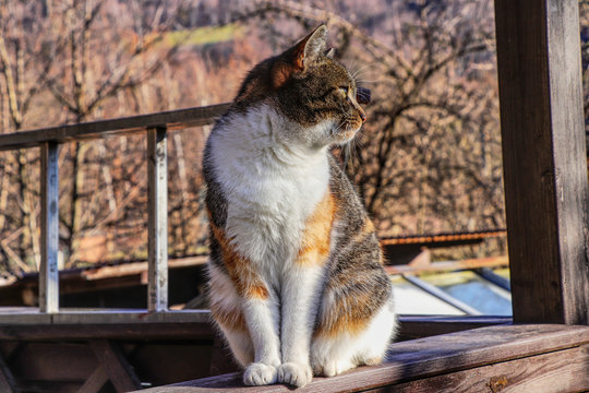 A colorful domestic cat is named Liza sitting on parapet in pergola on the garden in sun day, watching some birds.