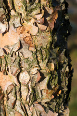 Rough textured tree bark close up in sunlight and shadow
