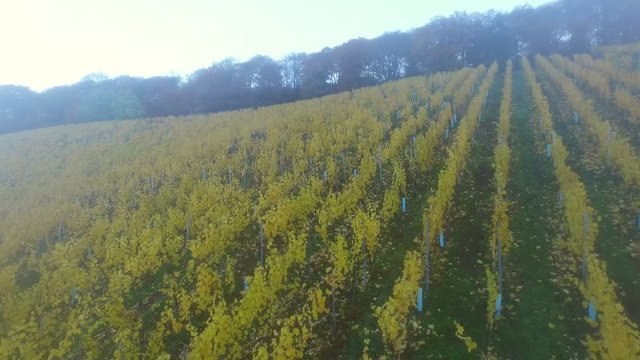 Vineyards in autumn, Ayler Kupp, Ayl, Saar Valley, Rhineland-Palatinate, Germany, Europe