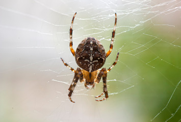cross spider