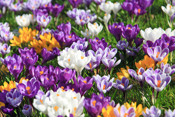 Naklejka premium Krokusse