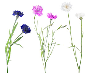  isolated colors three cornflowers