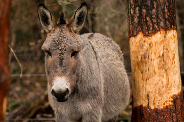 Fototapeta premium Esel im Wald