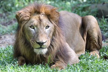 Lion at the zoo