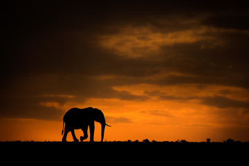 Fototapeta na wymiar Solitary African elephant silhouette at sunset