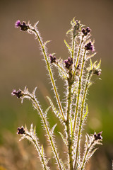 Wild marsh thistle plant flowering, backlit by the evening sun in a summer meadow