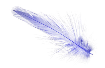 blue small fluffy feather on white