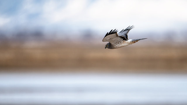 Northern Harrier flying against snowy mountain