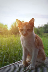 cat cute portrait