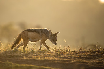 Black-backed jackal backlit in morning light, Masai Mara, Kenya