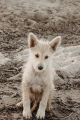 Fototapeta premium Dogs play with each other. Merry fuss puppies. Aggressive dog. Training of dogs. Puppies education, cynology, intensive training of young dogs. Young energetic dog on a walk.