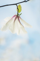Fine delicate flowers of  magnolia. Artistic photo, light exposure and soft selective focus.
