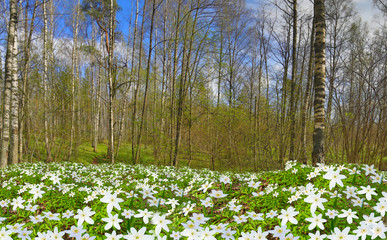 spring green birch forest in white flowers