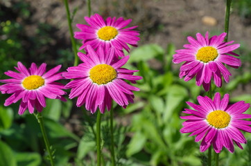 Fototapeta premium Pyrethrum pink (lat. Pyrethrum roseum), or Persian daisies bloom in the garden on a summer day