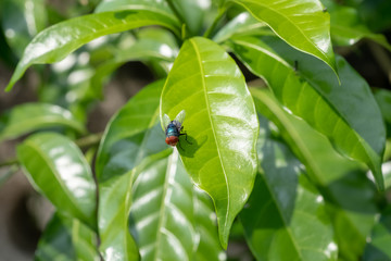 Bluebottle