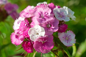 Turkish carnation (lat. Dianthus barbatus) close-up