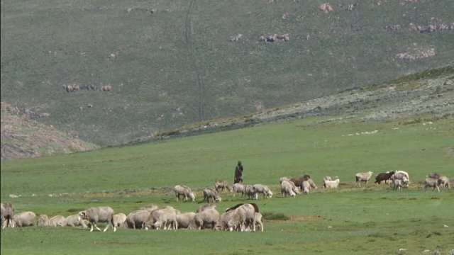 Traditional Lesotho Shepard tending to sheep in Lesotho mountains, green grass, livestock, Basotho, Africa