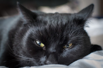 Katze