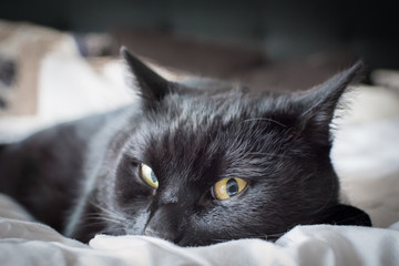 Katze