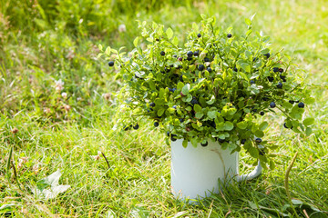 Fototapeta na wymiar Blueberries in jug in summer forest